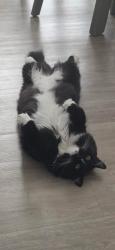 Lost Male Cat last seen Lealman, St. Petersburg, FL 33714