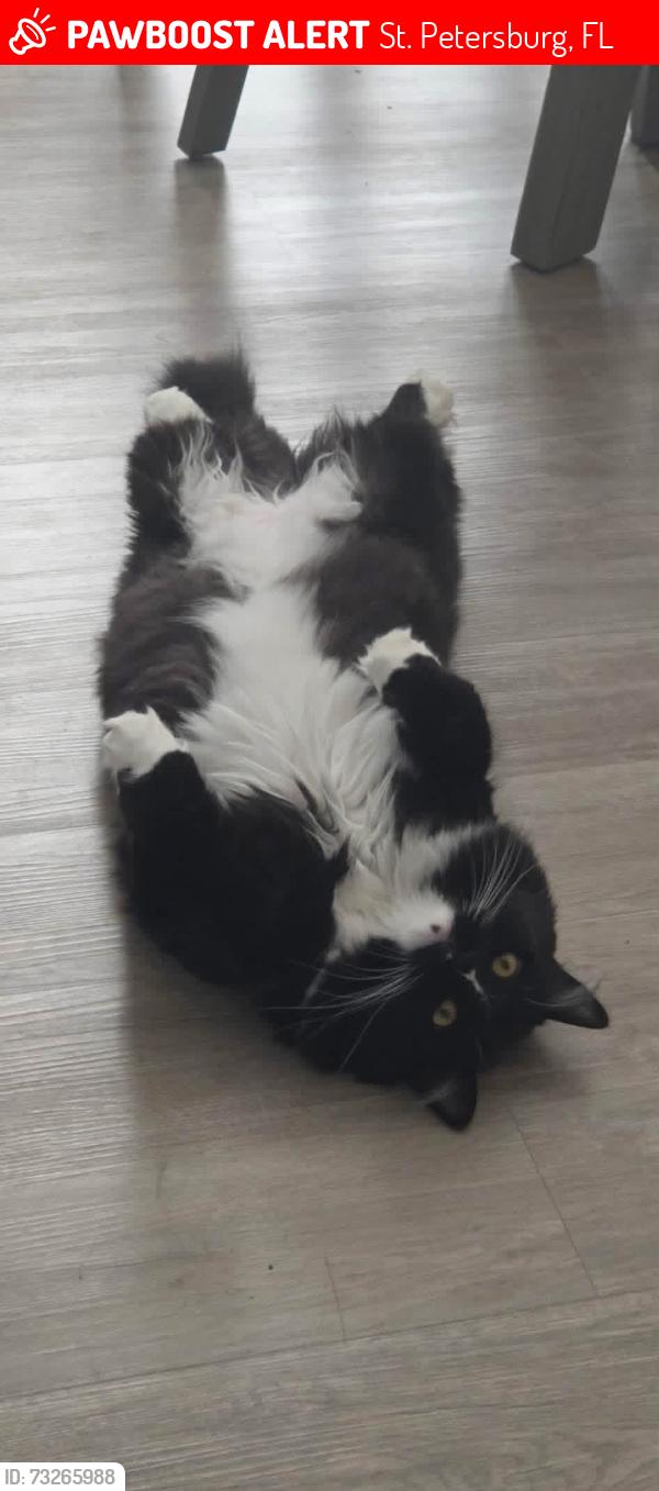 Lost Male Cat last seen Lealman, St. Petersburg, FL 33714