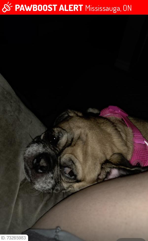 Lost Female Dog last seen Royal princess, Mississauga, ON 