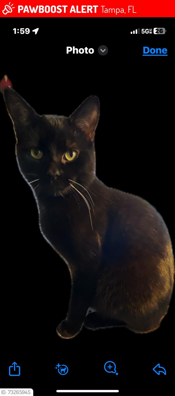Lost Male Cat last seen Near Bayshore gate of MacDill Air Force Base, Tampa, FL 33611