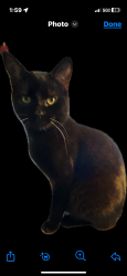 Lost Male Cat last seen Near Bayshore gate of MacDill Air Force Base, Tampa, FL 33611