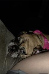 Lost Female Dog last seen Royal princess, Mississauga, ON 