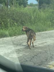 Found/Stray Male Dog last seen 8th street in front of freedom acres back entrance, Muncie, IN 47302