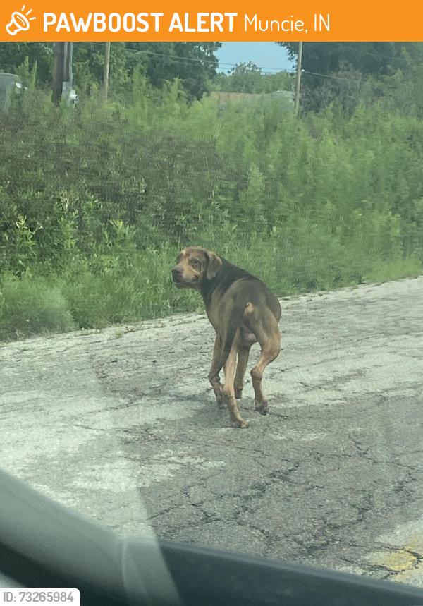 Found/Stray Male Dog last seen 8th street in front of freedom acres back entrance, Muncie, IN 47302