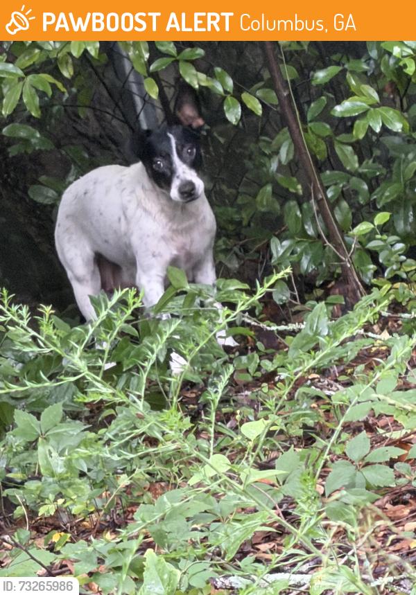 Found/Stray Female Dog last seen George Street, Ewart Avenue, Brown Avenue, Columbus, GA 31906