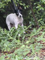Found/Stray Female Dog last seen George Street, Ewart Avenue, Brown Avenue, Columbus, GA 31906
