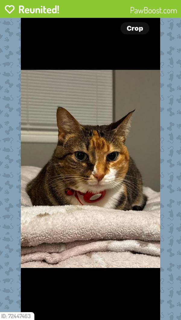 Reunited Female Cat last seen Hopedale Ln, Florida 33764, USA, Pinellas County, FL 33764
