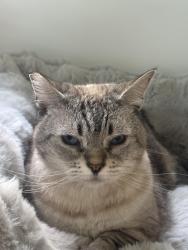 Reunited Female Cat last seen 15th and Highland, Manhattan Beach, CA 90266