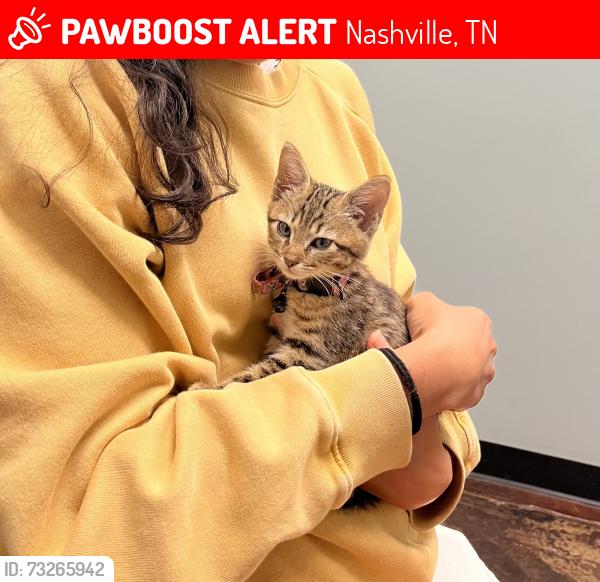 Lost Female Cat last seen Near Korean blvd Nashville, TN, Nashville, TN 37203