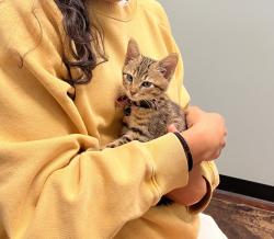 Lost Female Cat last seen Near Korean blvd Nashville, TN, Nashville, TN 37203