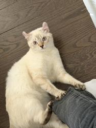 Lost Female Cat last seen Westbrook Drive, Cortlandt Manor, NY 10567