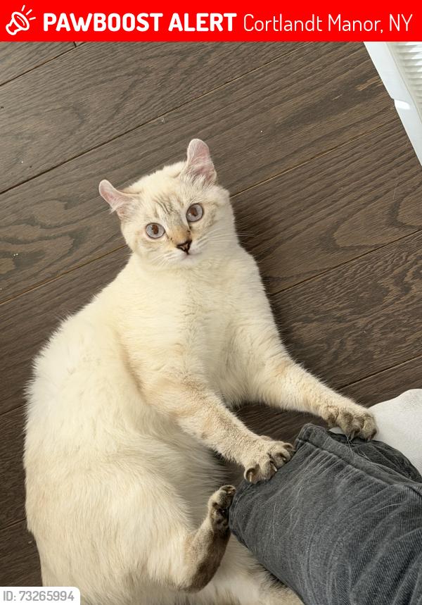 Lost Female Cat last seen Westbrook Drive, Cortlandt Manor, NY 10567