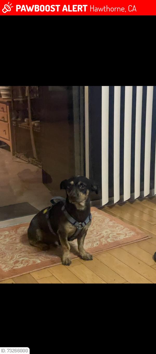 Lost Male Dog last seen Oxford Ave, Hawthorne, CA 90250