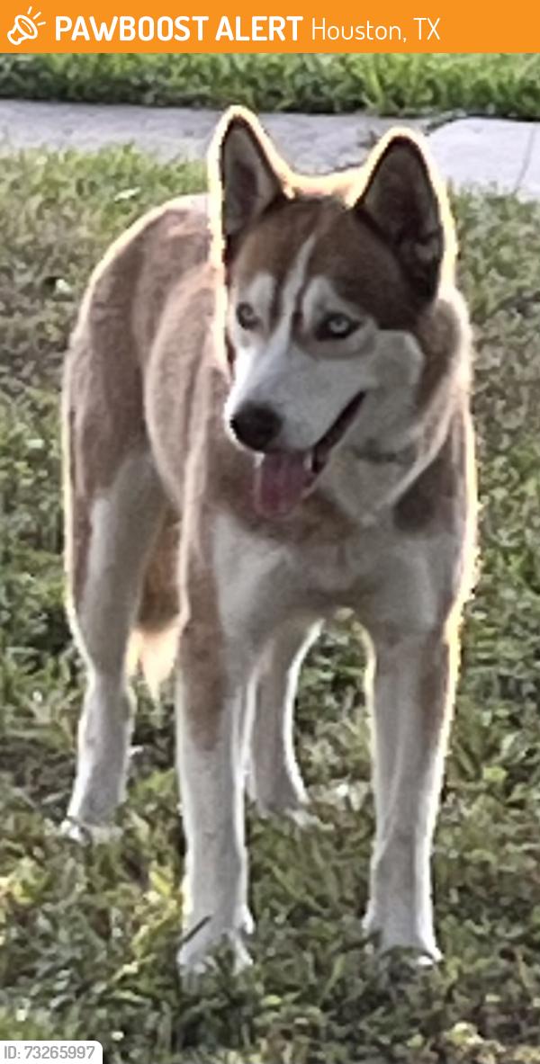 Found/Stray Female Dog last seen Harvard, Houston, TX 77008