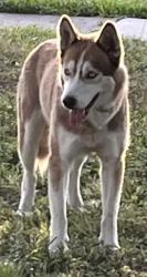 Found/Stray Female Dog last seen Harvard, Houston, TX 77008