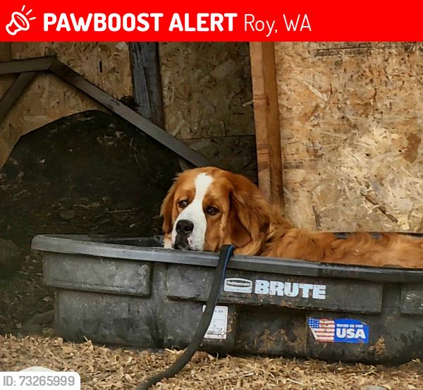 Lost Male Dog last seen 71st and tisch, Roy, WA 98580