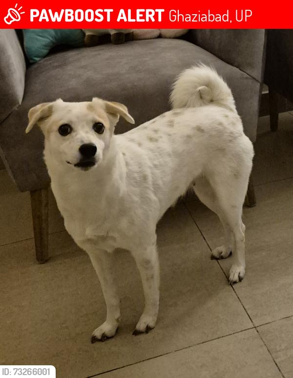 Lost Female Dog last seen Back side of Gaur city 1, Ghaziabad, UP 