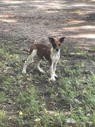 Found/Stray Unknown Dog last seen Wayne, Memphis, TN 38122