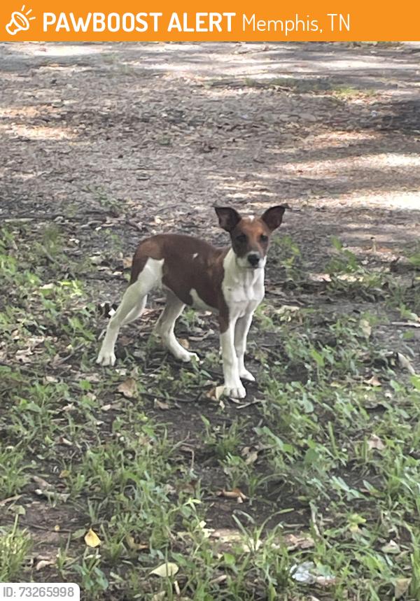 Found/Stray Unknown Dog last seen Wayne, Memphis, TN 38122