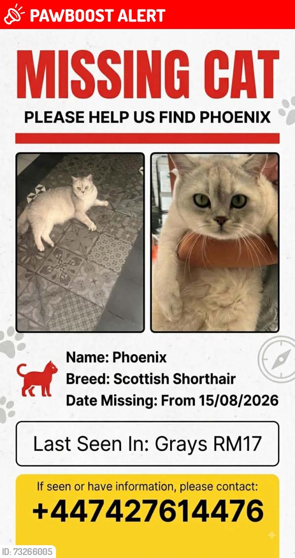 Lost Male Cat last seen Near kent road Grays, Thurrock, England RM17 6DF