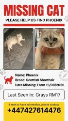 Lost Male Cat last seen Near kent road Grays, Thurrock, England RM17 6DF