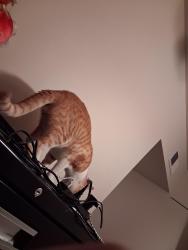 Lost Male Cat last seen Stonehaven Apt Houston tx 77040, Houston, TX 77040