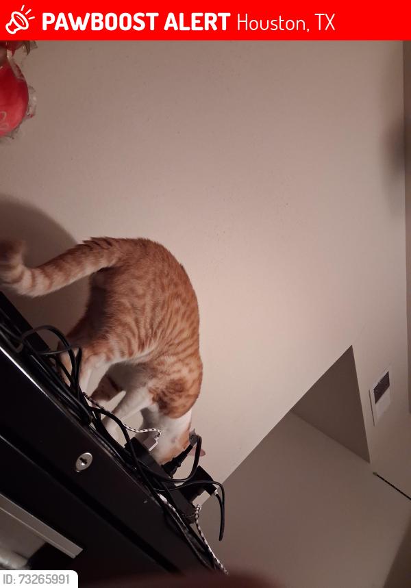 Lost Male Cat last seen Stonehaven Apt Houston tx 77040, Houston, TX 77040
