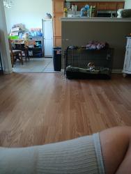 Reunited Male Dog last seen CrossCreek apts, Gates, NY 14624