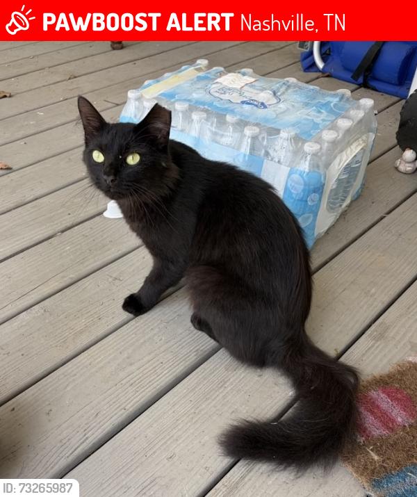 Lost Male Cat last seen Neese Drive and Southlake, Nashville, TN 37211