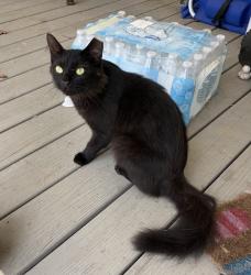 Lost Male Cat last seen Neese Drive and Southlake, Nashville, TN 37211