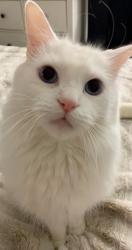Reunited Male Cat last seen Near Church St, Rancho Cucamonga, CA 91730, USA, Rancho Cucamonga, CA 91730