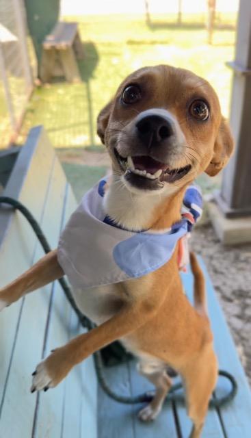 Shelter Stray Male Dog last seen Bexar County, 3353 Morningside Dr, New Braunfels, TX 78132, USA
