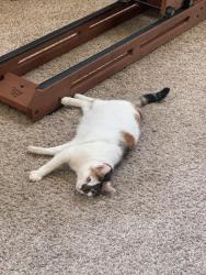 Reunited Female Cat last seen Near Black Bear Ct, Murrieta, CA 92562, USA, Murrieta, CA 92562