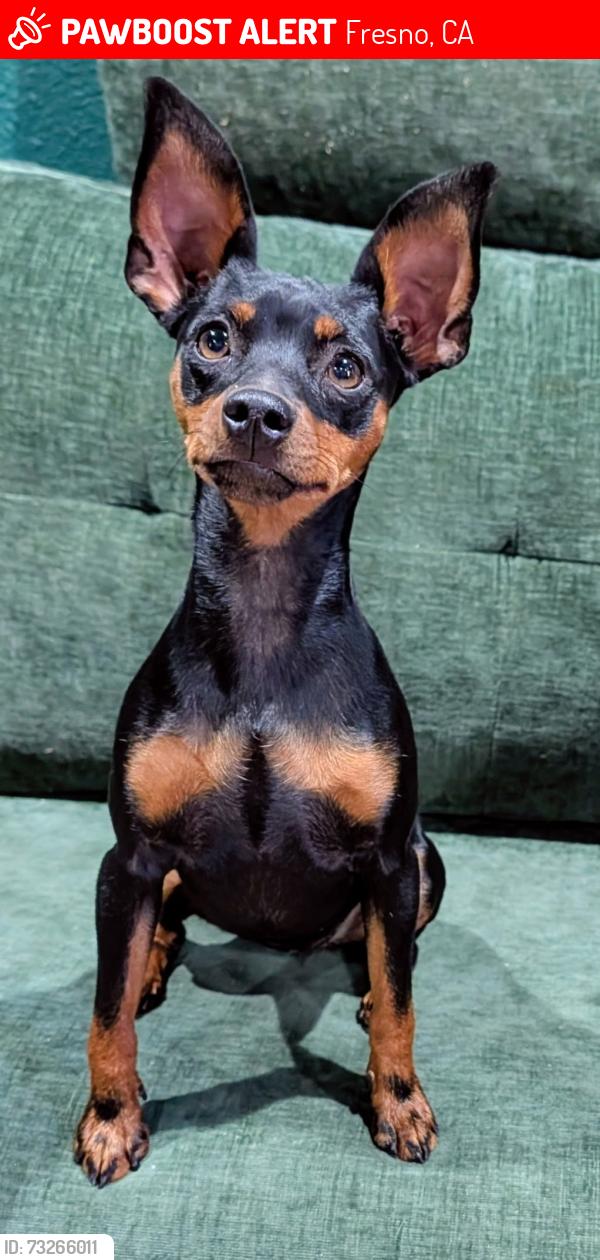 Lost Female Dog last seen Marks and Bullard, Fresno, CA 93711