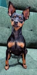 Lost Female Dog last seen Marks and Bullard, Fresno, CA 93711