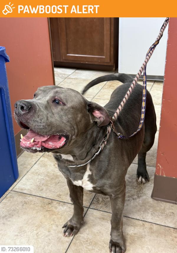 Found/Stray Male Dog last seen Winton Road, Springfield Township, OH 45231