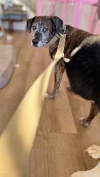 Reunited Male Dog last seen Chapel Hill Parkway / Wallace Gray Road / Ishman Ballard Road, Newnan, GA 30263