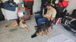 Reunited Female Dog last seen sw 88th ct ocala fl 34473, On Top of the World, FL 34481