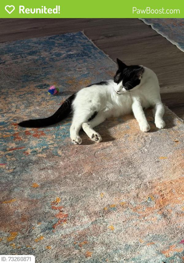 Reunited Female Cat last seen 59th Street North and 78th, by the new Police HQ, Pinellas Park, FL 33781