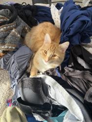 Lost Male Cat last seen Midway park, Broomfield, CO 80020