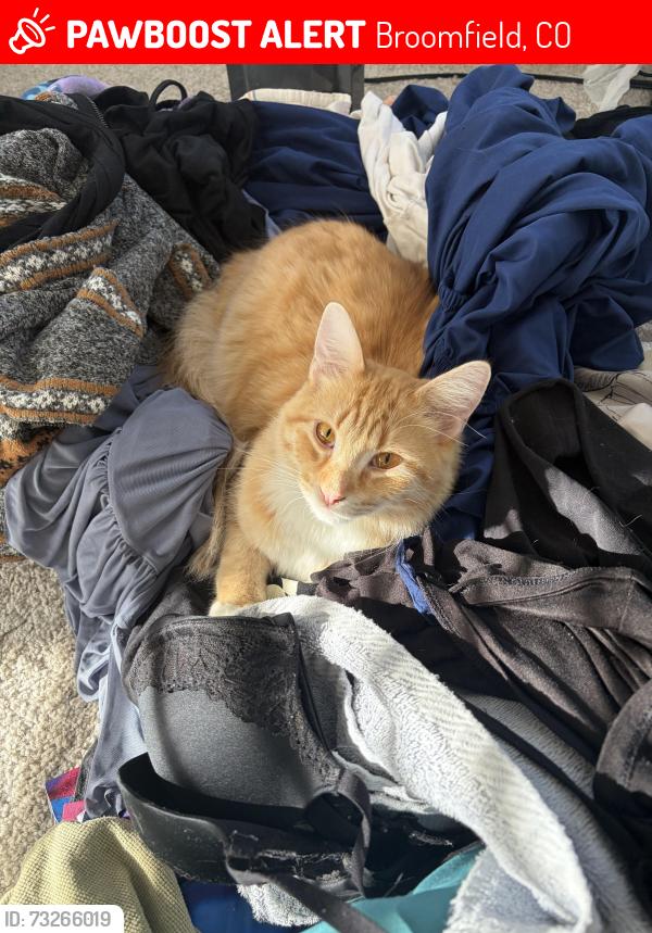 Lost Male Cat last seen Midway park, Broomfield, CO 80020
