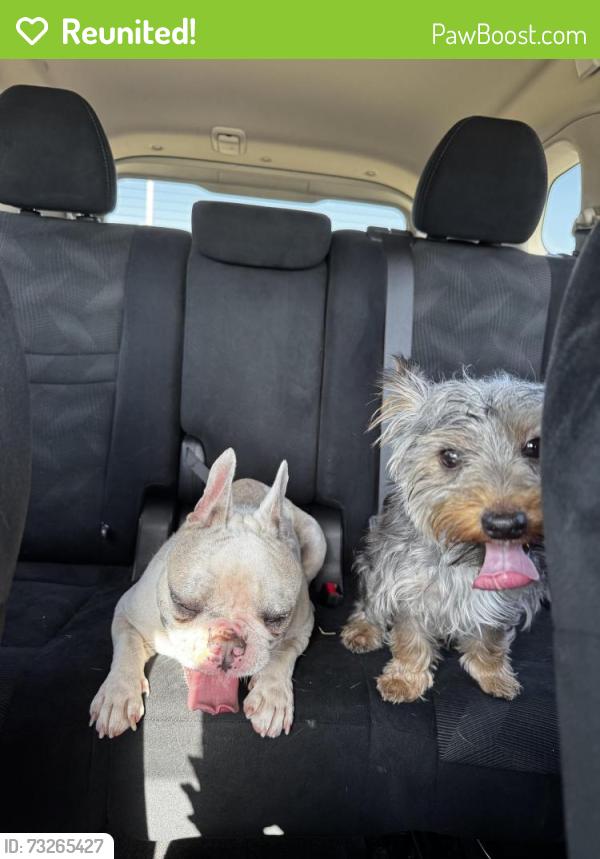 Reunited Female Dog last seen Longhorn ests by D.R. Horton, Crowley, TX 76036