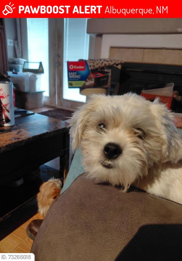 Lost Female Dog last seen Menaul/Pennsylvania, Albuquerque, NM 87110