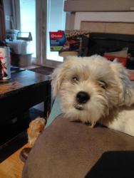 Lost Female Dog last seen Menaul/Pennsylvania, Albuquerque, NM 87110