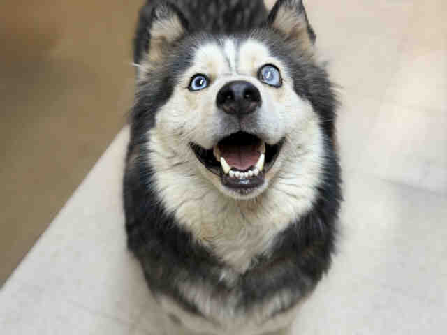 Shelter Stray Female Dog last seen JAMACHA RD, 5821 Sweetwater Rd, Bonita, CA 91902, USA