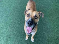 Shelter Stray Male Dog last seen PIPING ROCK LN, 5821 Sweetwater Rd, Bonita, CA 91902, USA