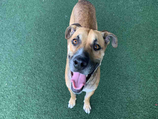 Shelter Stray Male Dog last seen PIPING ROCK LN, 5821 Sweetwater Rd, Bonita, CA 91902, USA