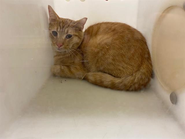 Shelter Stray Unknown Cat last seen Near BLOCK N 69TH ST, 3839 W Burnham St, West Milwaukee, WI 53215, USA
