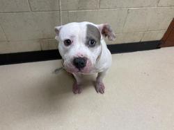 Shelter Stray Male Dog last seen Near BLOCK N 28TH ST, 3839 W Burnham St, West Milwaukee, WI 53215, USA