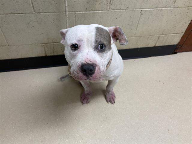 Shelter Stray Male Dog last seen Near BLOCK N 28TH ST, 3839 W Burnham St, West Milwaukee, WI 53215, USA